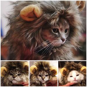 crinière de lion pour chat