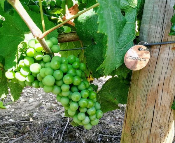 cadeau vigne et vin
